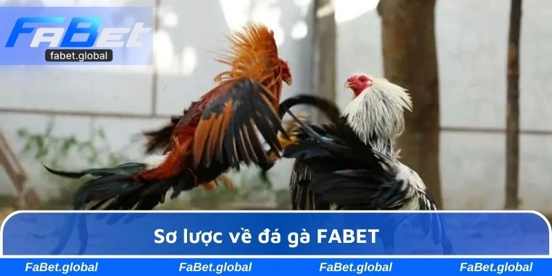 Khái quát sơ lược về sảnh đấu chiến kê tại FABET